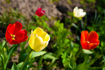 Image showing tulips