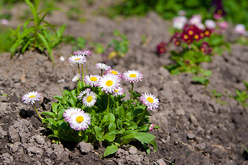 Image showing beautiful dog-daisies