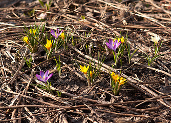 Image showing  Snowdrop first spring flowers