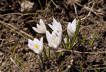 Image showing First spring flowers