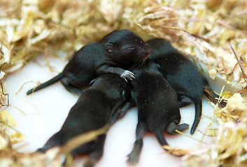 Image showing small mouse babies in their nest