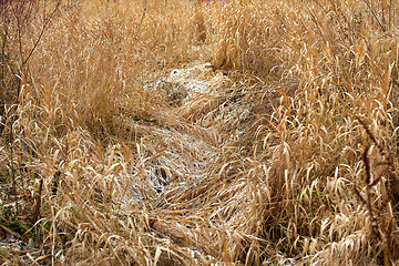 Image showing Dry grass as a natural background