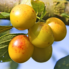 Image showing mellow mirabelles