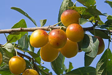 Image showing mellow mirabelles