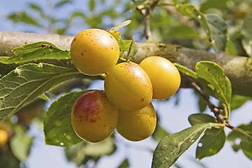 Image showing mellow mirabelles