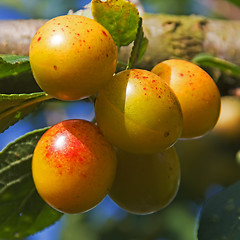 Image showing mellow mirabelles