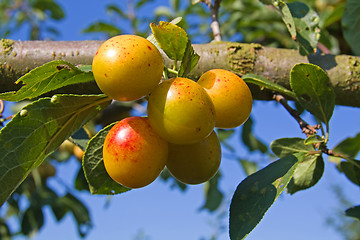 Image showing mellow mirabelles