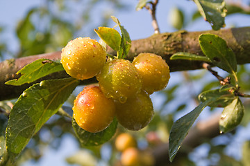 Image showing mellow mirabelles