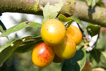 Image showing mellow mirabelles