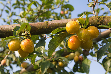 Image showing mellow mirabelles