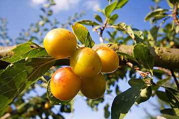 Image showing mellow mirabelles