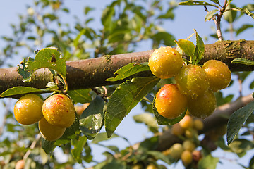 Image showing mellow mirabelles