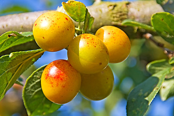 Image showing mellow mirabelles