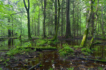 Image showing Summertimesunrise in wet deciduous stand of Bialowieza Forest