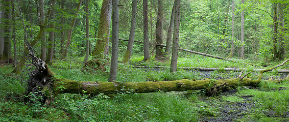 Image showing Summer deciduous stand of Bialowieza Forest with hornbeam tree lying