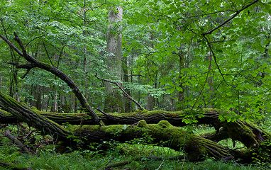 Image showing Deciduous stand of Bialowieza Forest in summer