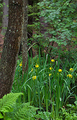 Image showing Yellow Water Flag rain after