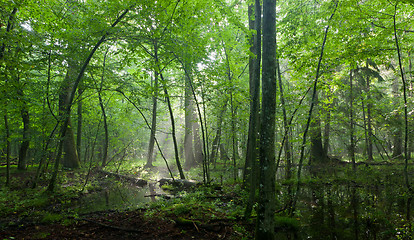 Image showing Summer midday with light entering rich deciduous stand