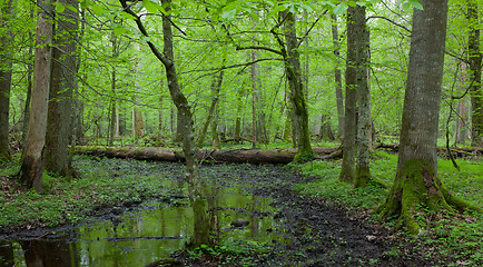 Image showing Springtime wet deciduous forest with standing water