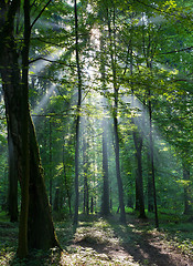 Image showing Sunbeam entering rich deciduous forest