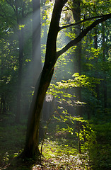 Image showing Sunbeam entering rich deciduous forest