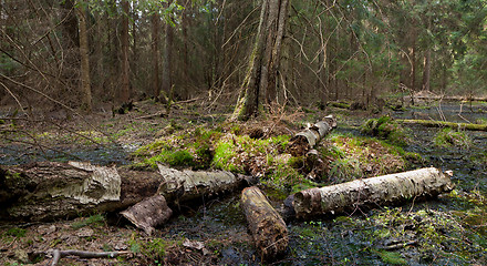 Image showing Party declined stump with parts of broken birch tree