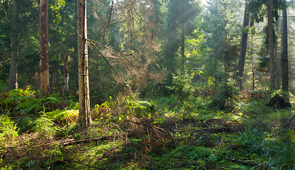 Image showing Autumnal morning with sunbeams entering forest