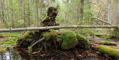 Image showing Broken tree roots partly declined inside coniferous stand