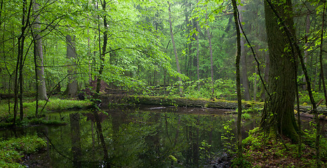 Image showing Moss wraped oak trees lying in water