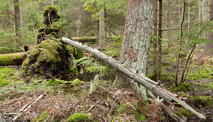 Image showing Broken tree roots partly declined inside coniferous stand