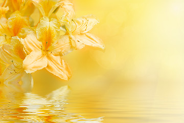 Image showing yellow rhododendron azalea with shallow focus and water reflection