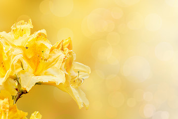 Image showing yellow rhododendron azalea with shallow focus and bokeh