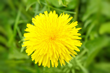 Image showing Yellow dandelion on a green background