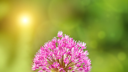 Image showing Summer background with pink Allium flower in front