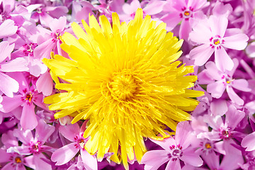 Image showing Yellow dandelion on pink