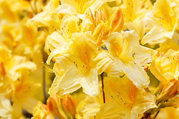 Image showing Yellow azalea rhododendron flowers in full bloom 