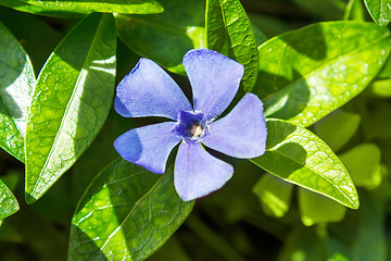 Image showing periwinkle growing in the meadow