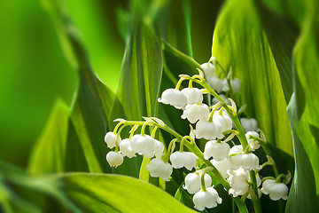 Image showing Blooming Lily of the valley in spring garden