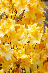 Image showing Yellow azalea rhododendron flowers in full bloom 