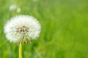 Image showing close up of Dandelion on background green grass