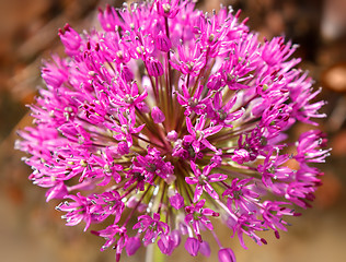Image showing closeup of purple Allium flower 