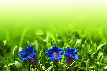 Image showing Trumpet gentiana blue spring flower in garden