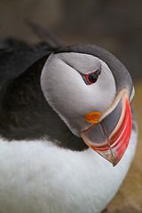 Image showing Puffin at Latrabjarg