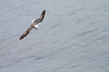 Image showing Bird at Latrabjarg