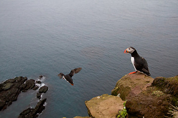 Image showing Puffins at Latrabjarg