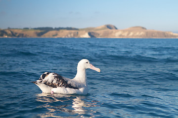 Image showing King Albatross