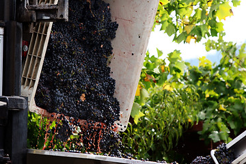 Image showing Wine making in progress