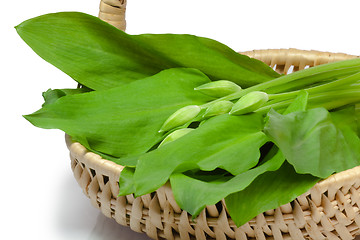 Image showing Ramsons in a basket