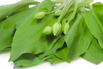 Image showing Fresh ramsons