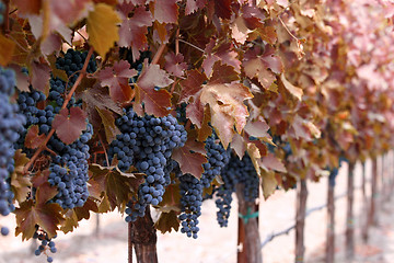 Image showing Autumn winery